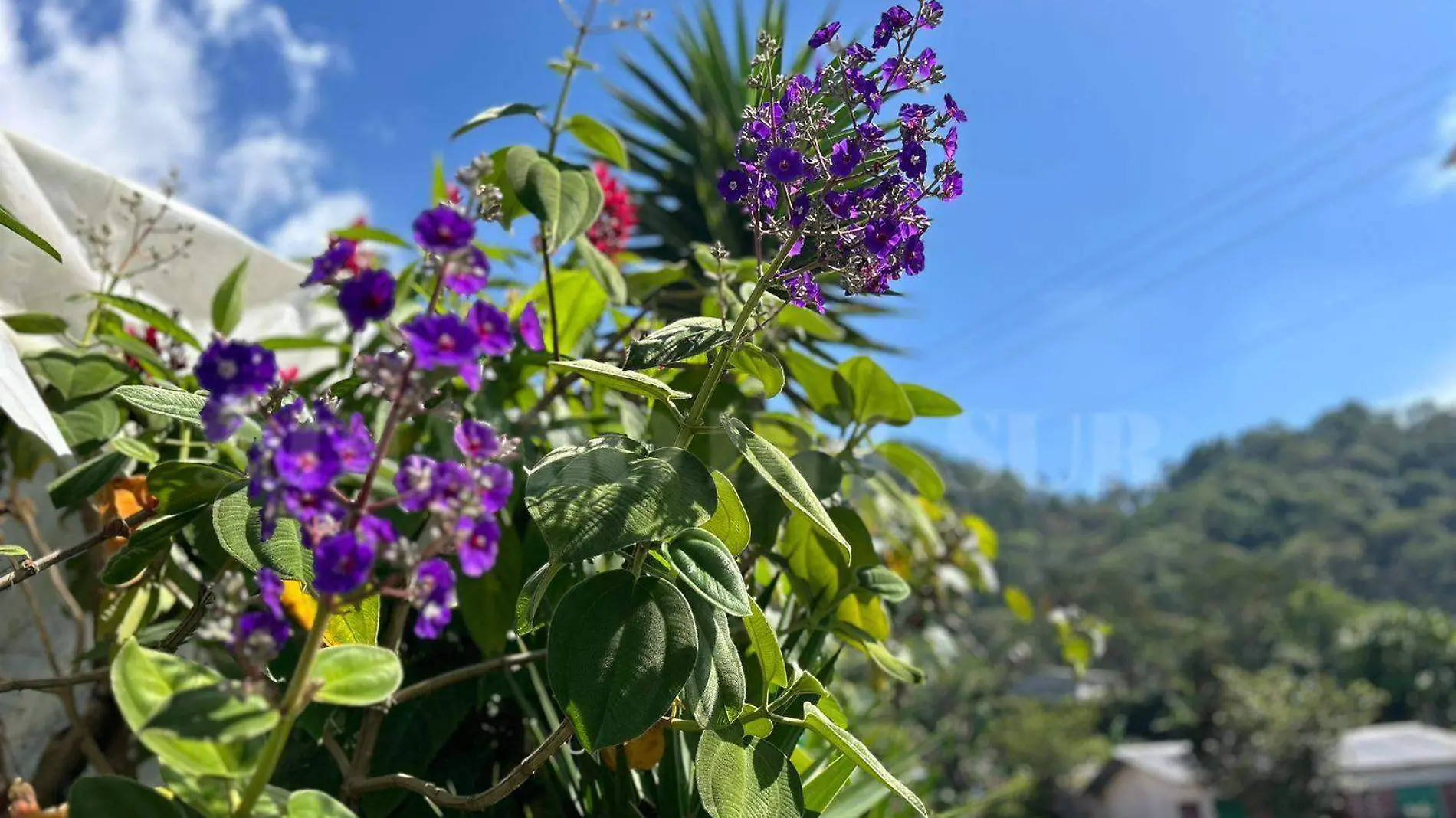 orquídeas moradas